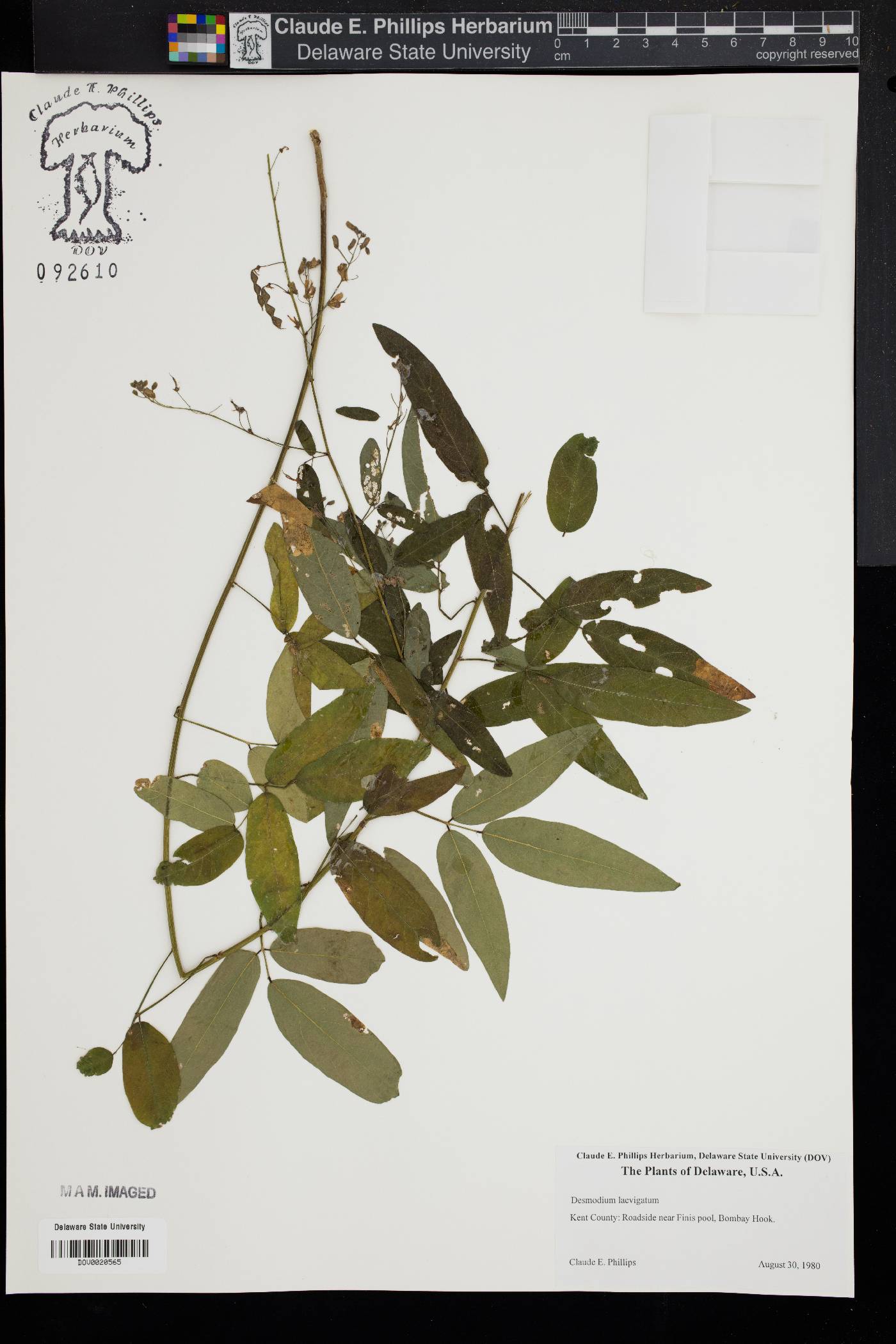 Desmodium laevigatum image