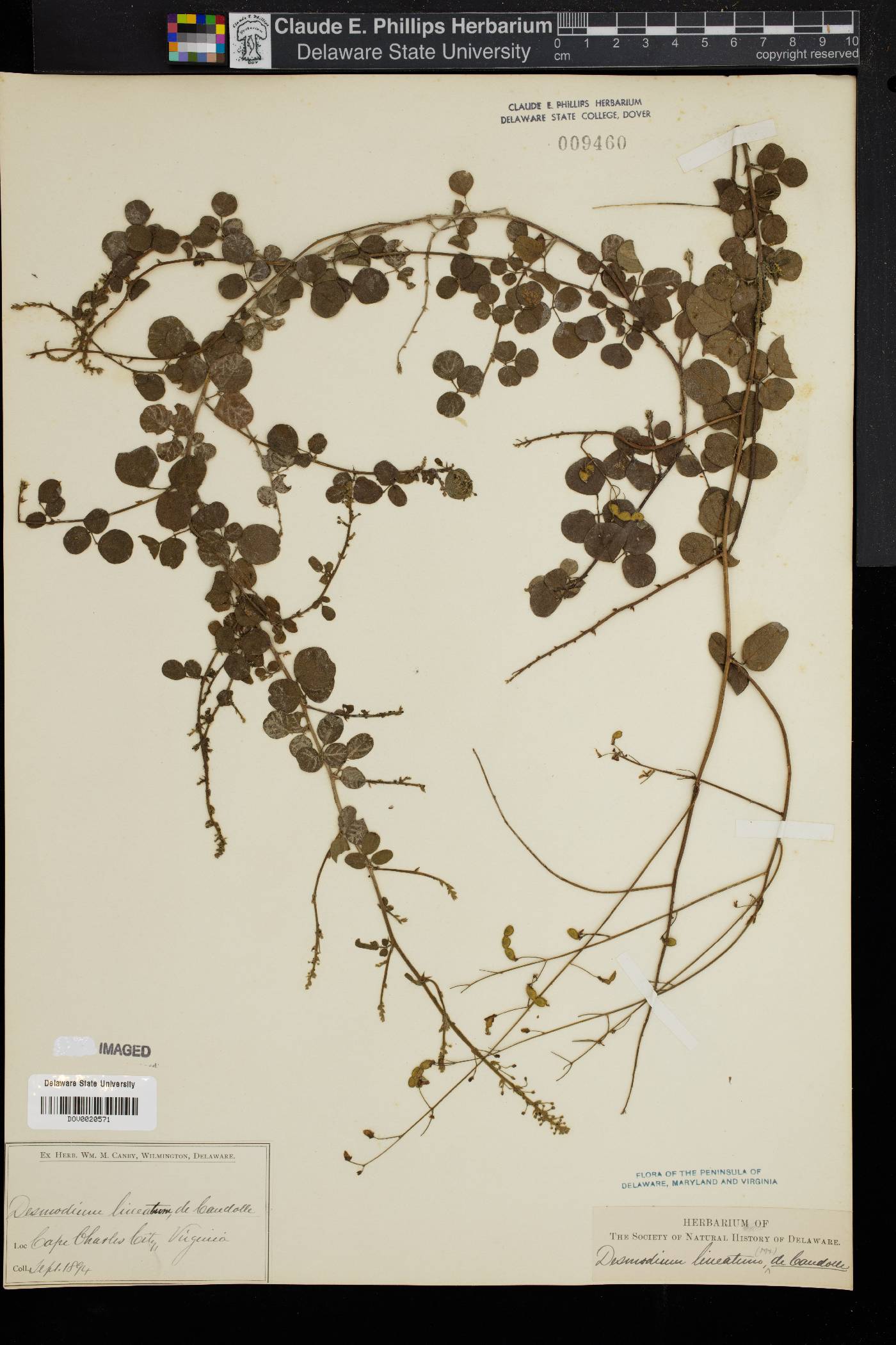 Desmodium lineatum image