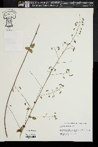 Desmodium marilandicum image