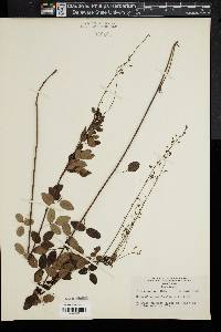 Desmodium marilandicum image