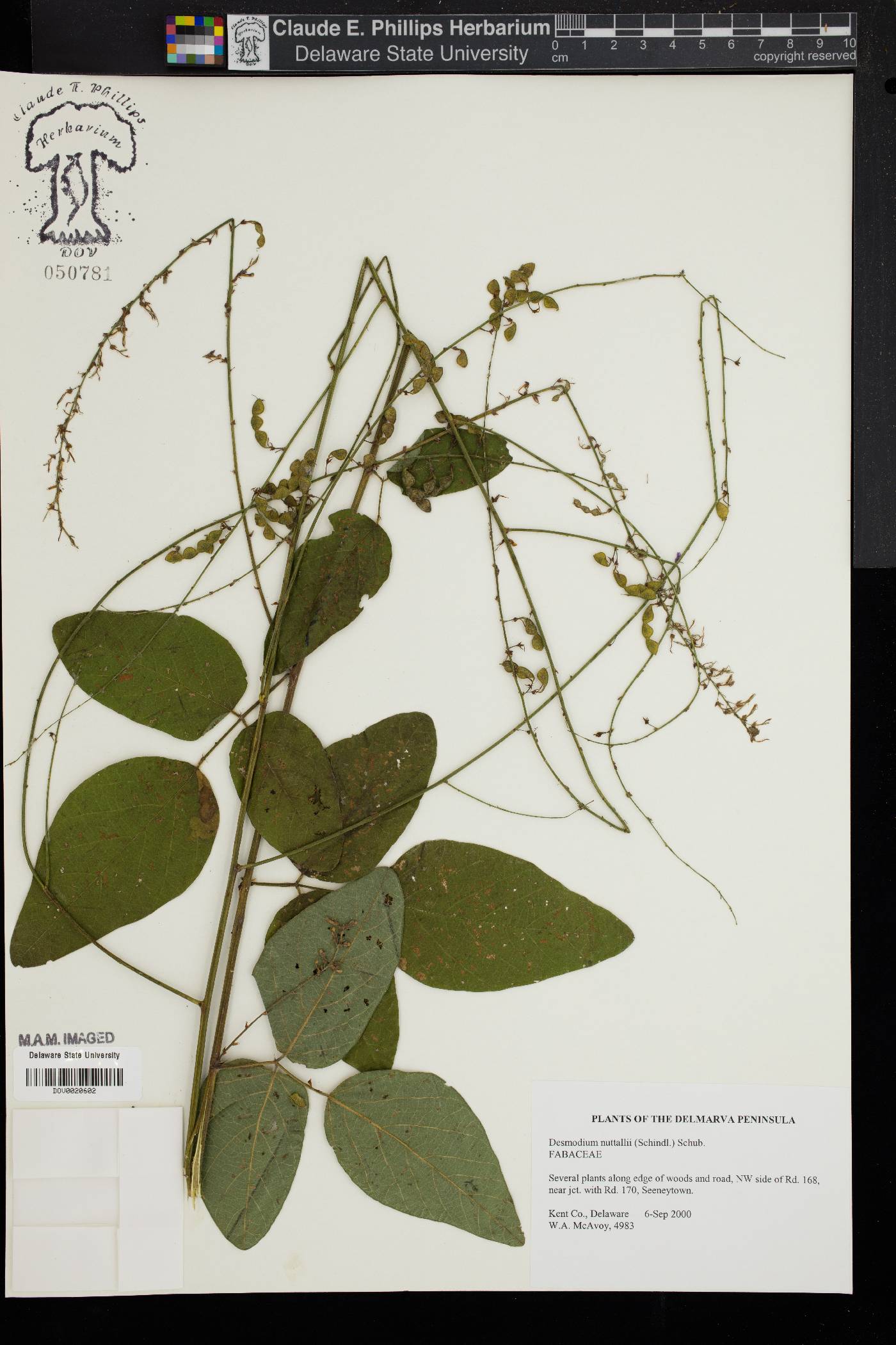 Desmodium nuttallii image