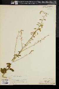 Desmodium rigidum image