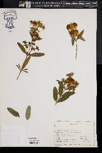 Hypericum frondosum image