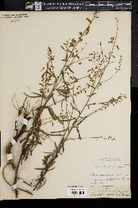 Desmodium strictum image