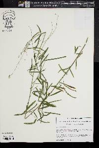 Desmodium strictum image