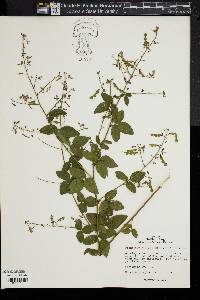 Desmodium ciliare image