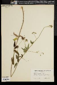 Desmodium illinoense image