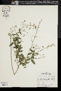 Desmodium laevigatum image