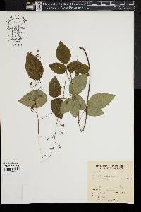 Desmodium laevigatum image