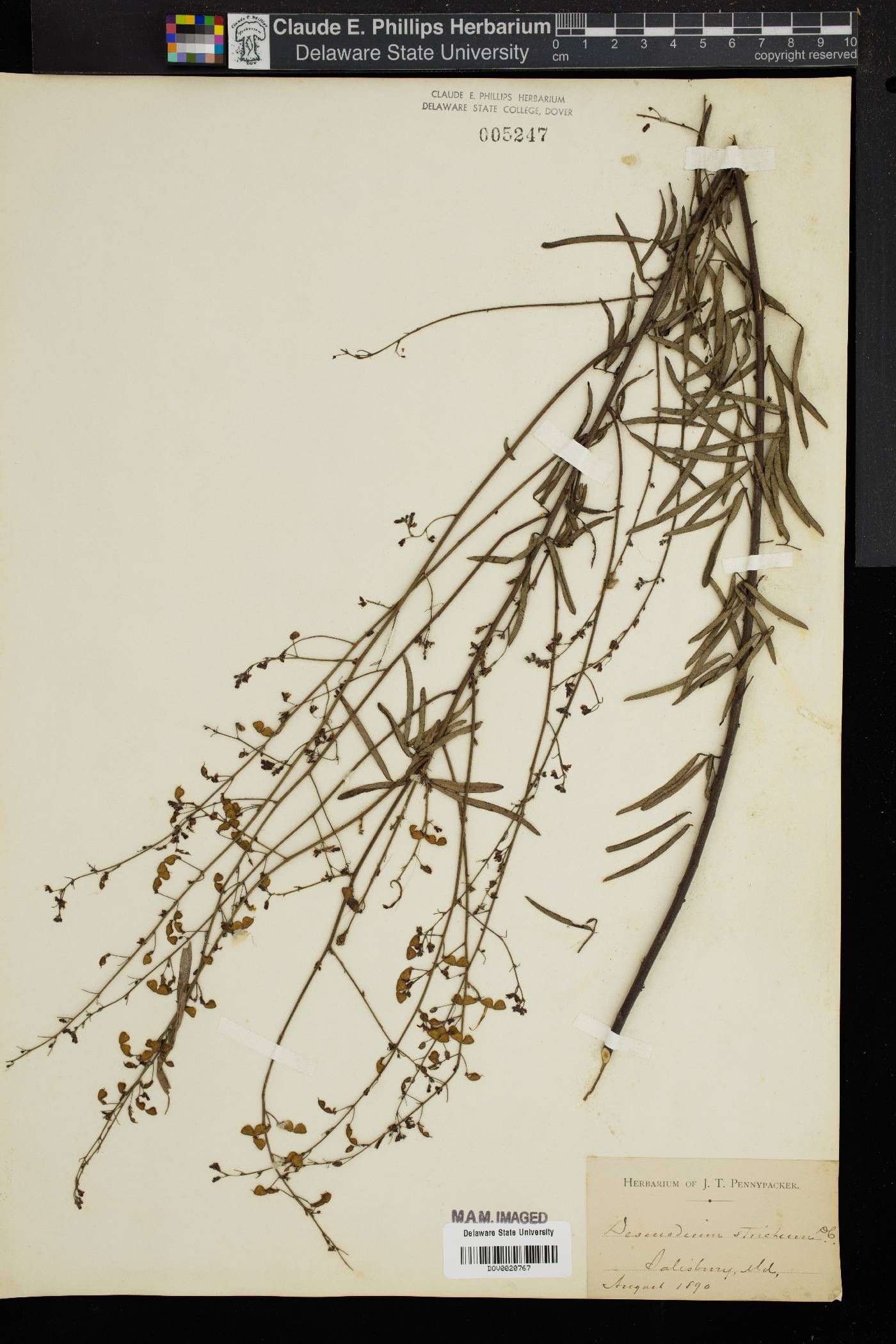 Desmodium strictum image