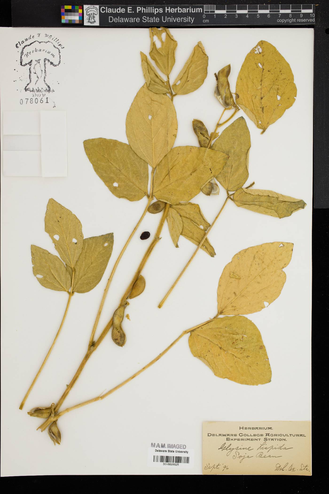 Glycine hispida image