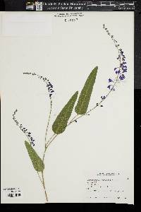 Hardenbergia violacea image