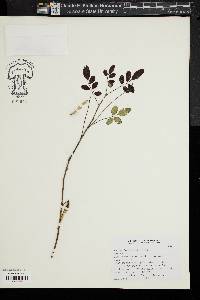 Indigofera amblyantha image