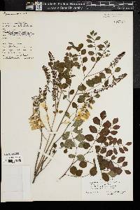 Indigofera decora image