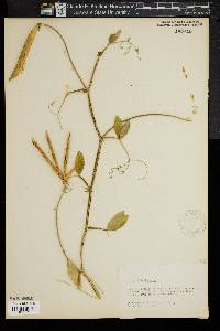 Lathyrus latifolius image