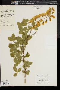 Laburnum anagyroides image