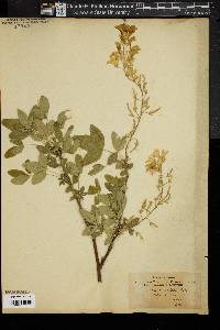 Laburnum vulgare image