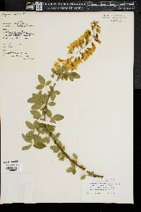 Image of Laburnum watereri