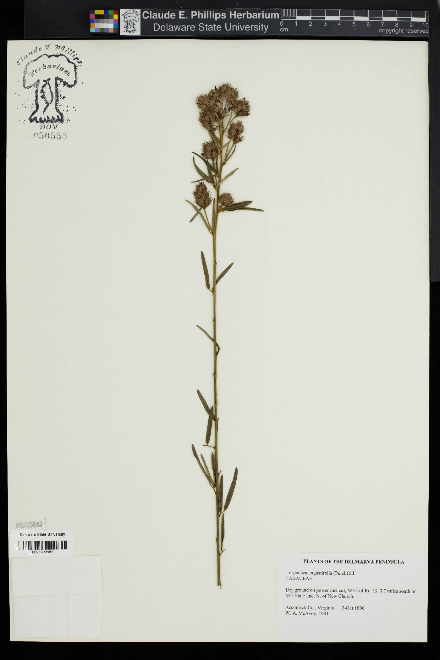 Lespedeza angustifolia image