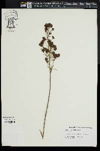 Lespedeza angustifolia image