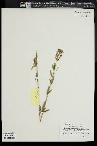 Lespedeza angustifolia image