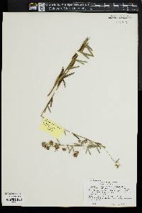 Lespedeza angustifolia image