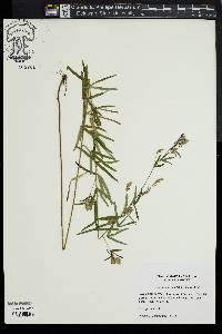 Lespedeza angustifolia image