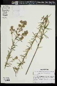 Lespedeza angustifolia image