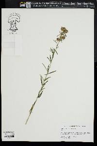 Lespedeza angustifolia image