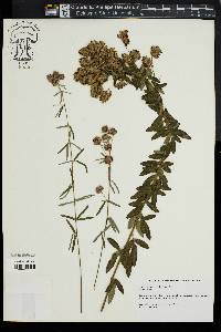 Lespedeza angustifolia image