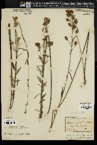 Lespedeza angustifolia image