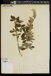 Lespedeza capitata image