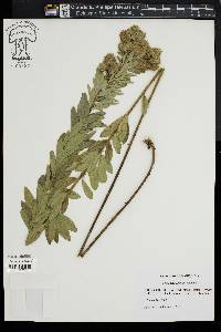 Lespedeza capitata image