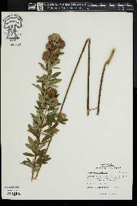 Lespedeza capitata image