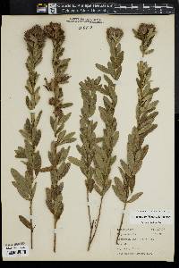 Lespedeza capitata image