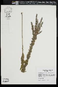 Lespedeza cuneata image