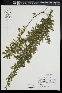 Lespedeza cuneata image