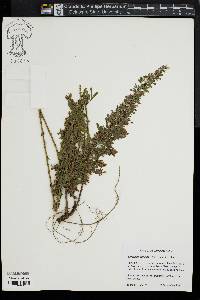 Lespedeza cuneata image