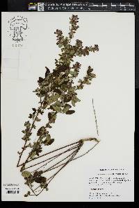 Lespedeza intermedia image