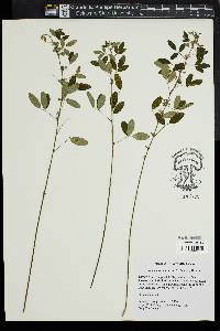 Lespedeza intermedia image