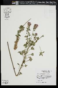 Lespedeza intermedia image