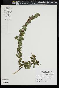 Lespedeza intermedia image