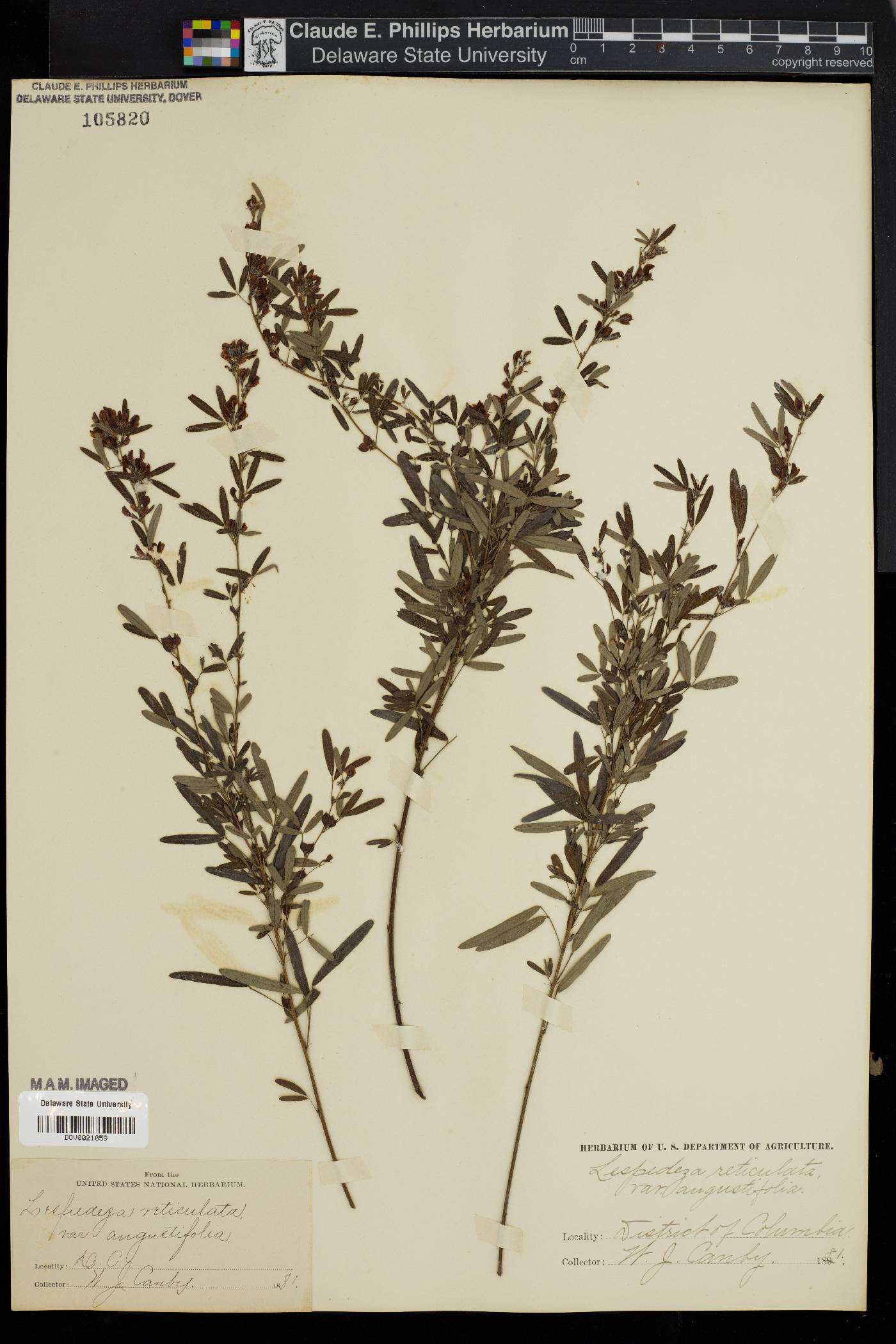 Lespedeza reticulata image