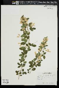 Lespedeza thunbergii image