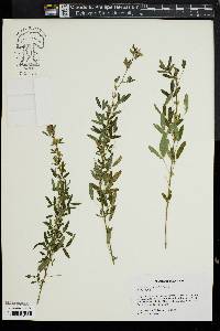 Lespedeza virginica image