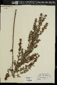 Lespedeza virginica image