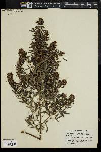 Lespedeza virginica image