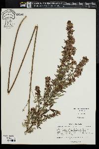 Lespedeza virginica image