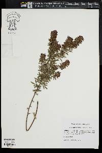 Lespedeza virginica image