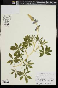 Image of Lupinus mexicanus